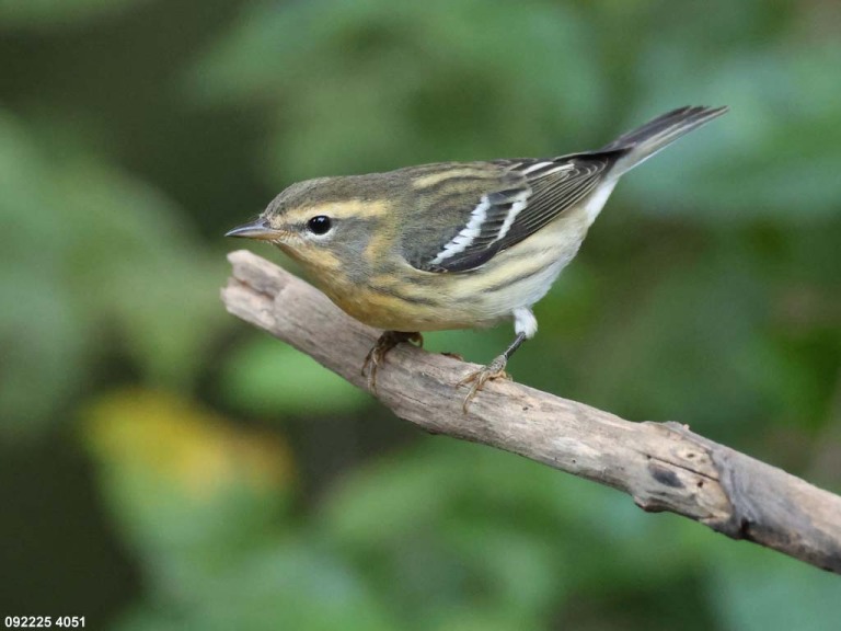 BLBW-BI_Blackburnian-Warbler