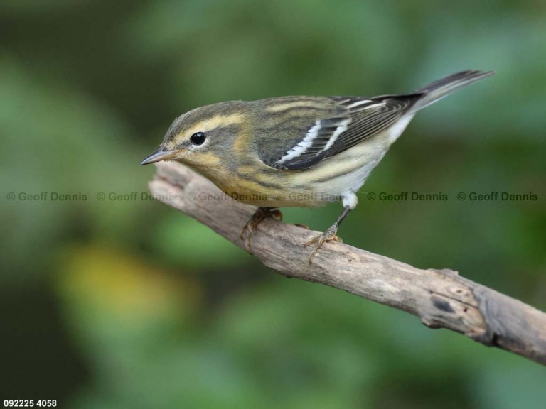 BLBW-BJ_Blackburnian-Warbler