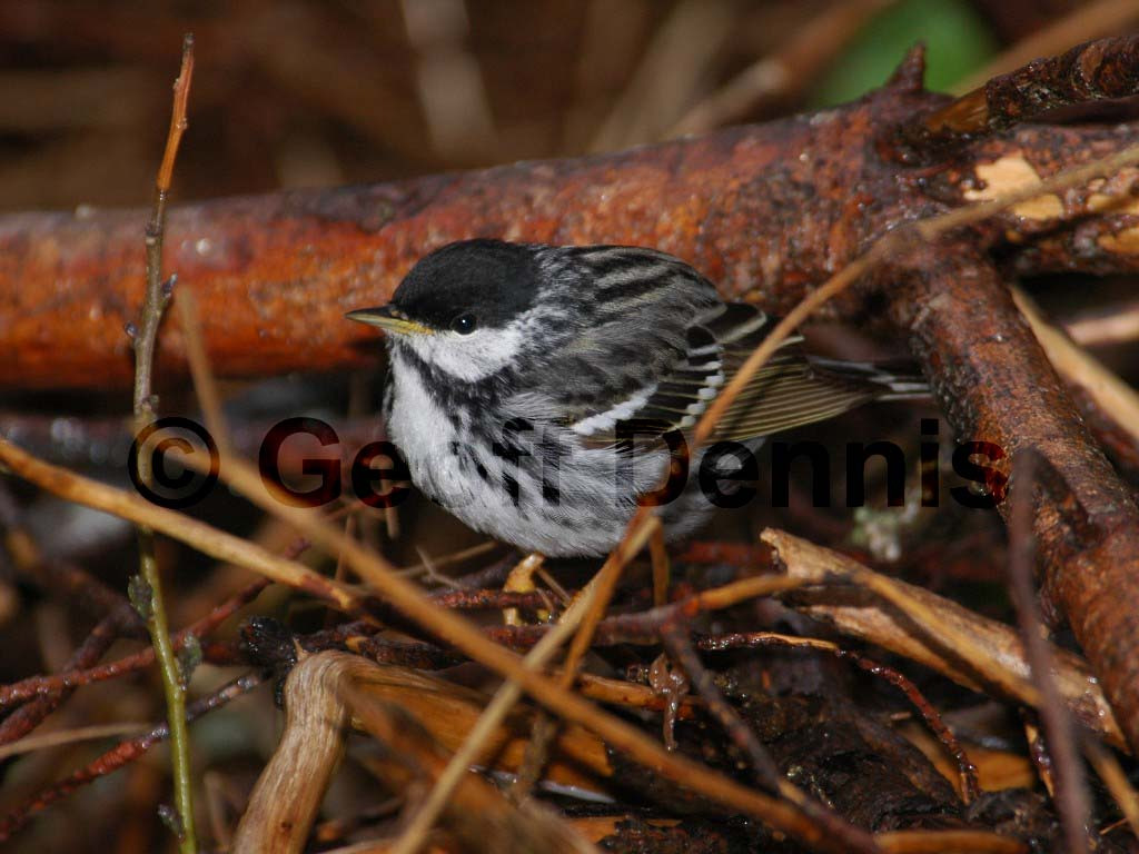 BLPW-AA_Blackpoll-Warbler