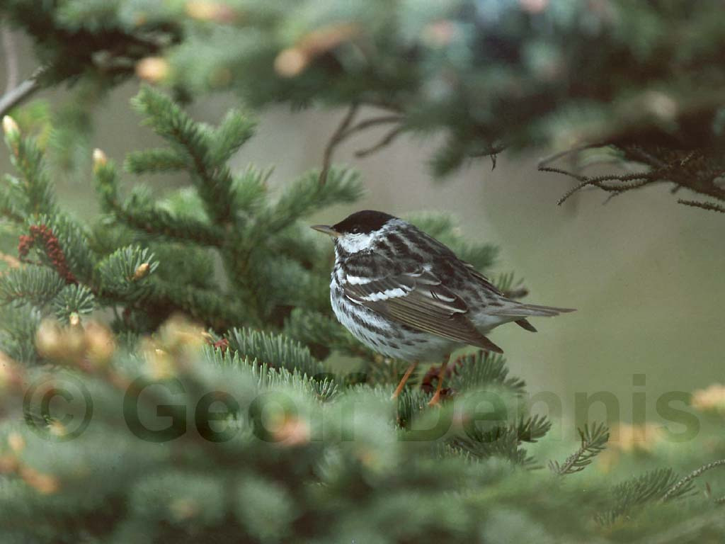 BLPW-AB_Blackpoll-Warbler