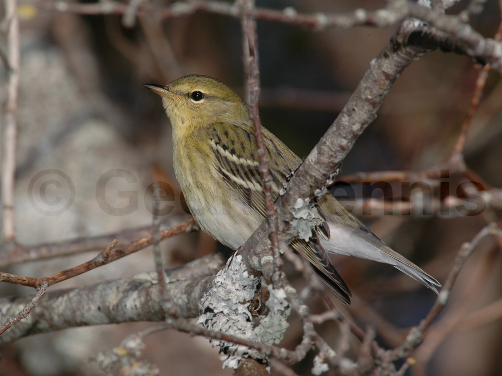 BLPW-AC_Blackpoll-Warbler
