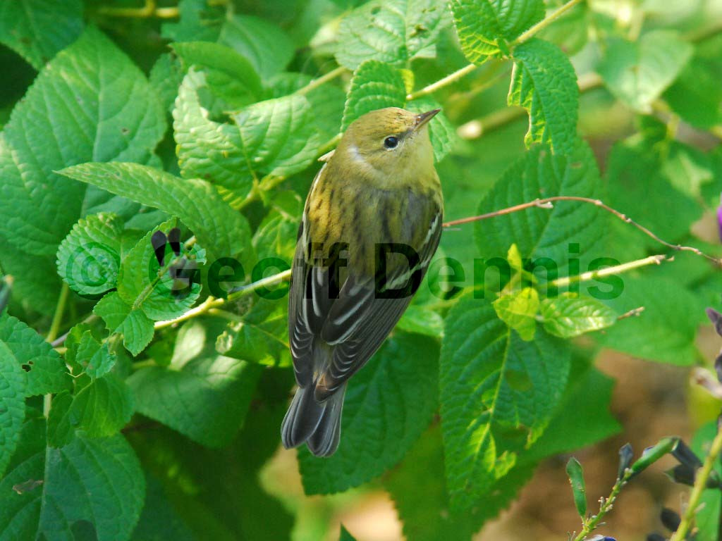 BLPW-AD_Blackpoll-Warbler