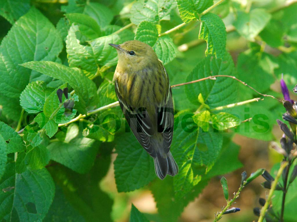 BLPW-AE_Blackpoll-Warbler