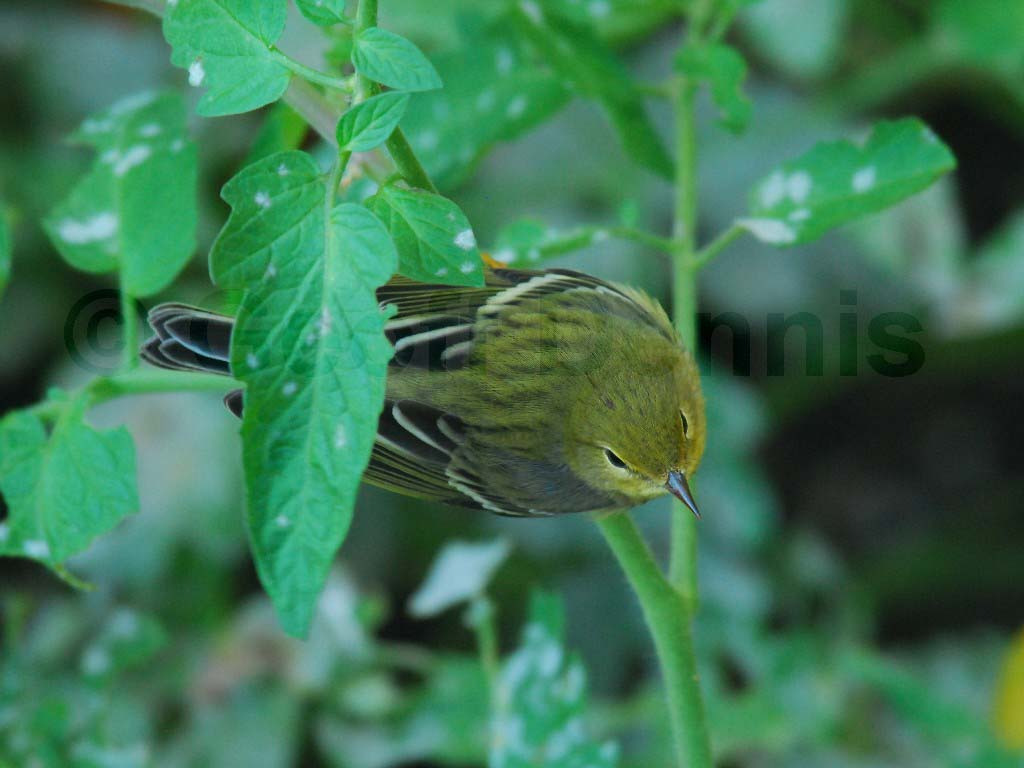 BLPW-AF_Blackpoll-Warbler