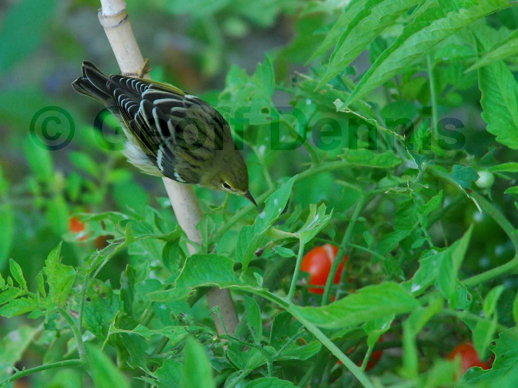 BLPW-AG_Blackpoll-Warbler