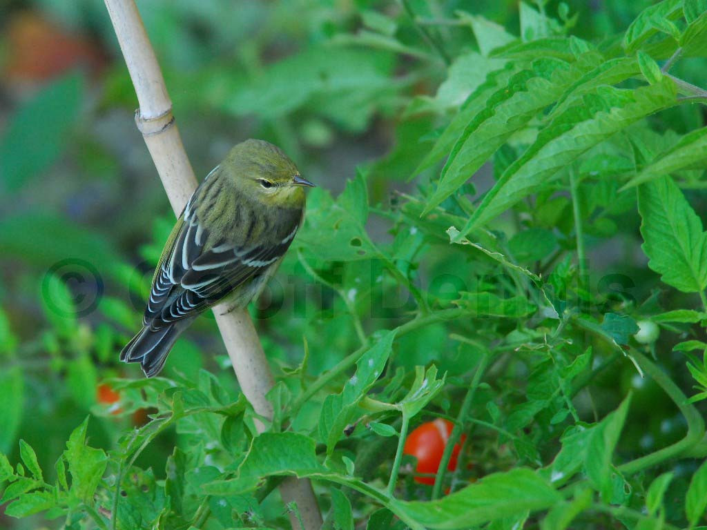 BLPW-AH_Blackpoll-Warbler
