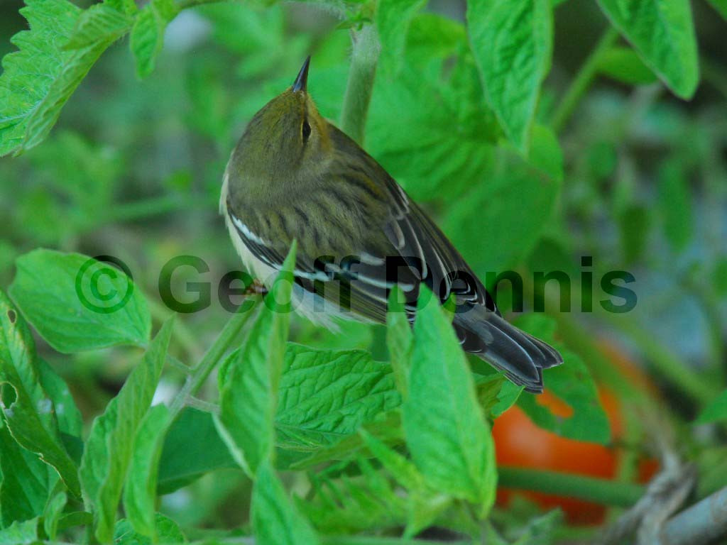 BLPW-AI_Blackpoll-Warbler