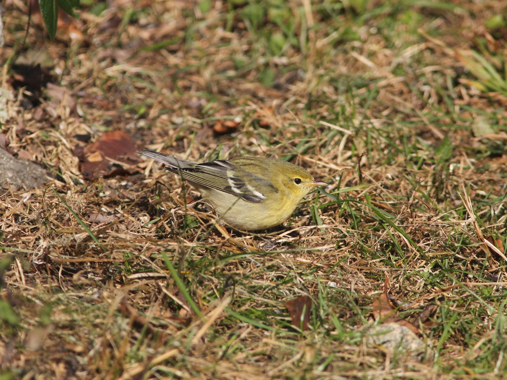 BLPW-AJ_Blackpoll-Warbler