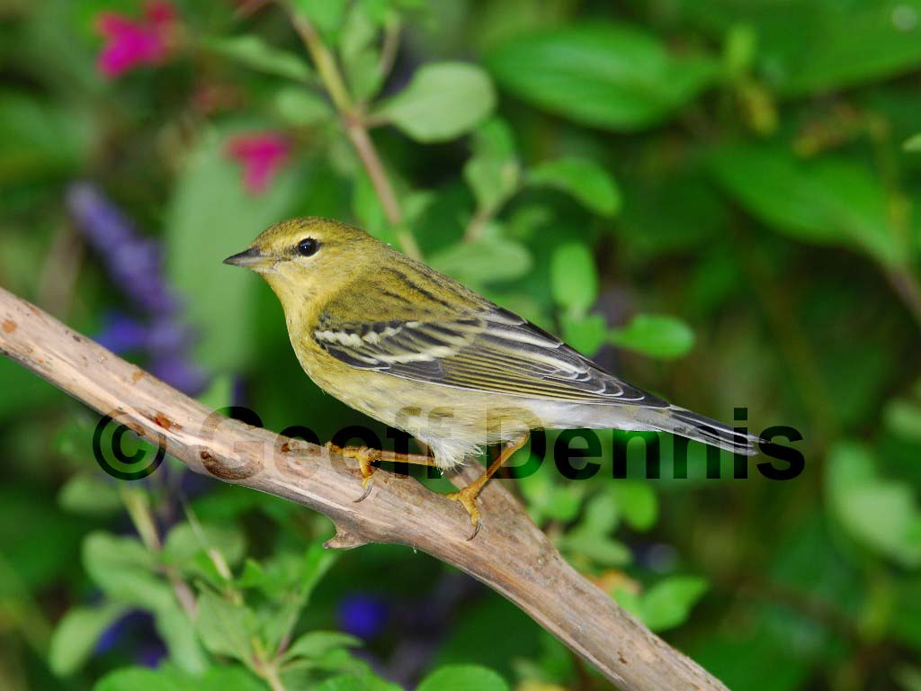 BLPW-AK_Blackpoll-Warbler