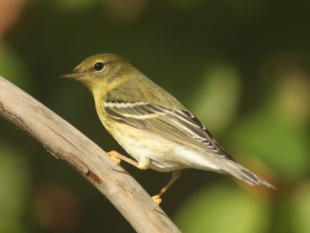 BLPW-AL_Blackpoll-Warbler