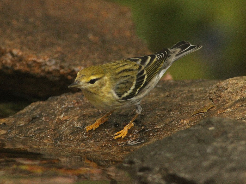 BLPW-AM_Blackpoll-Warbler
