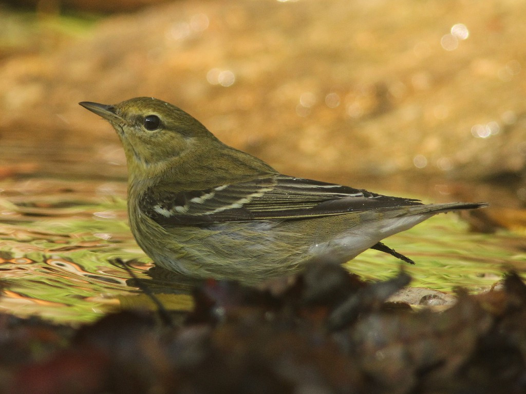 BLPW-AN_Blackpoll-Warbler