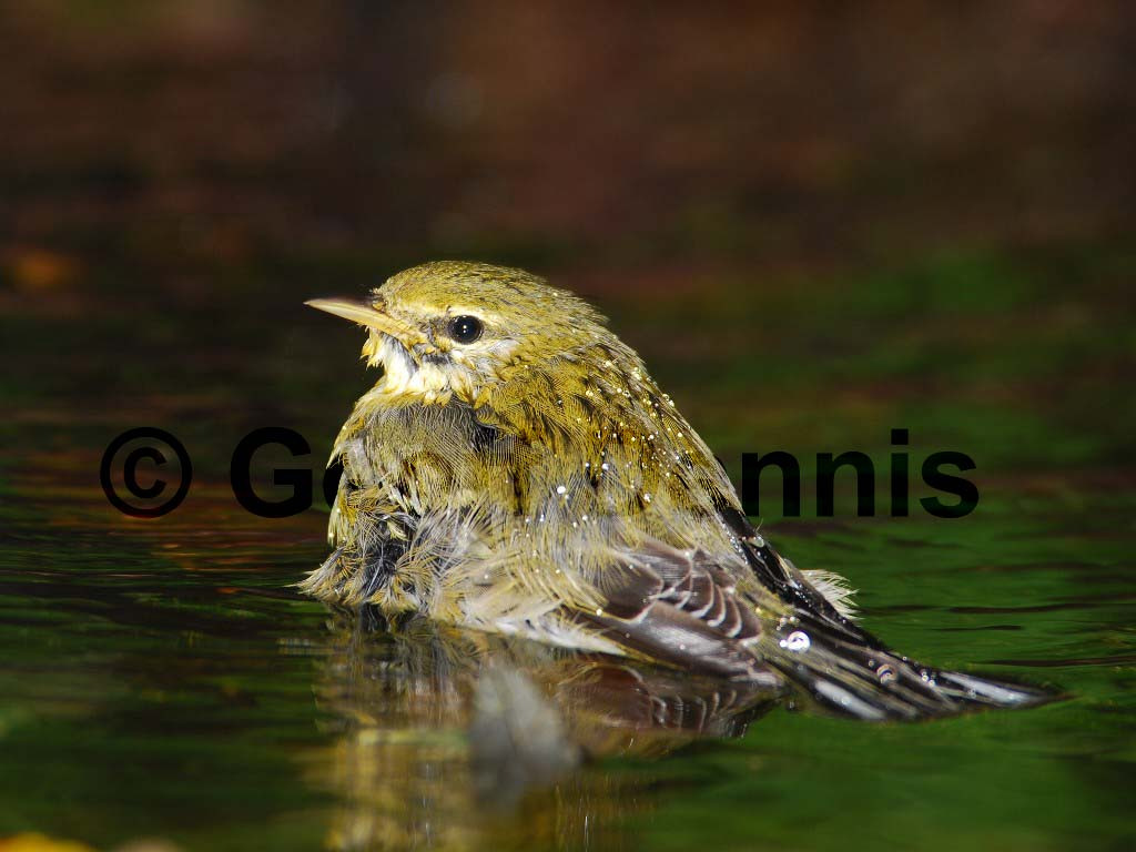 BLPW-AO_Blackpoll-Warbler