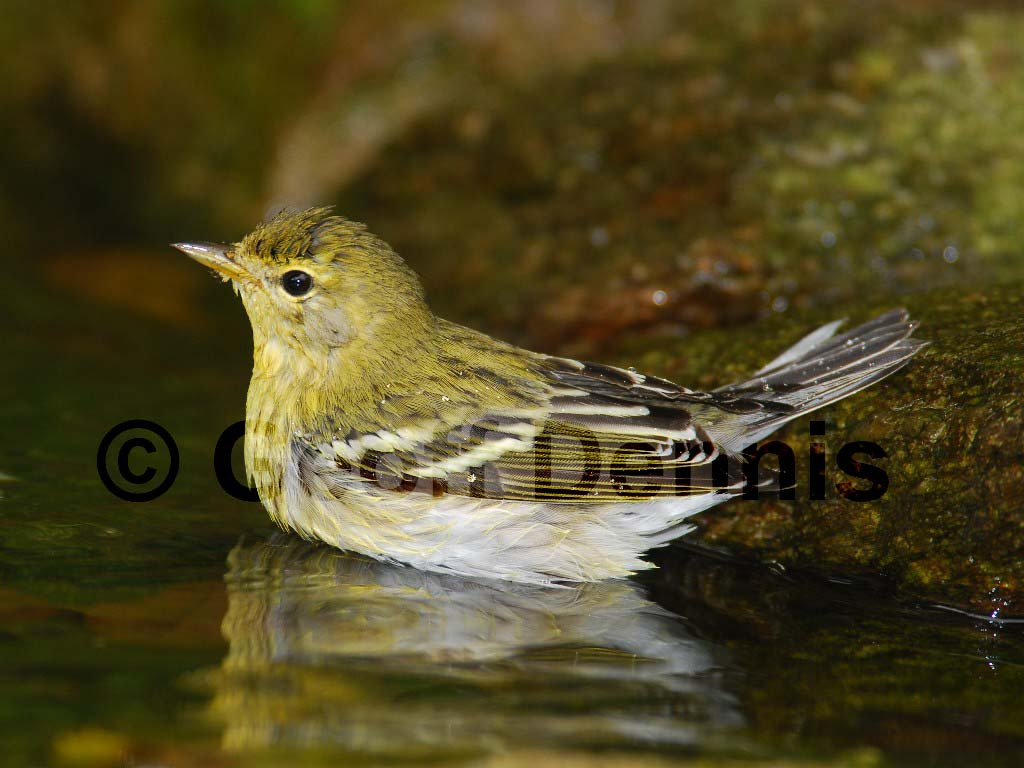 BLPW-AP_Blackpoll-Warbler