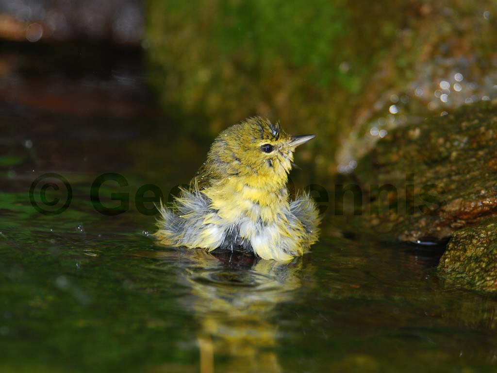 BLPW-AQ_Blackpoll-Warbler