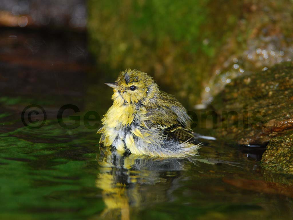 BLPW-AR_Blackpoll-Warbler