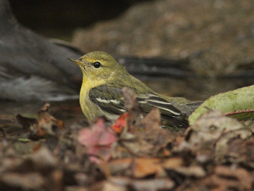 BLPW-AS_Blackpoll-Warbler