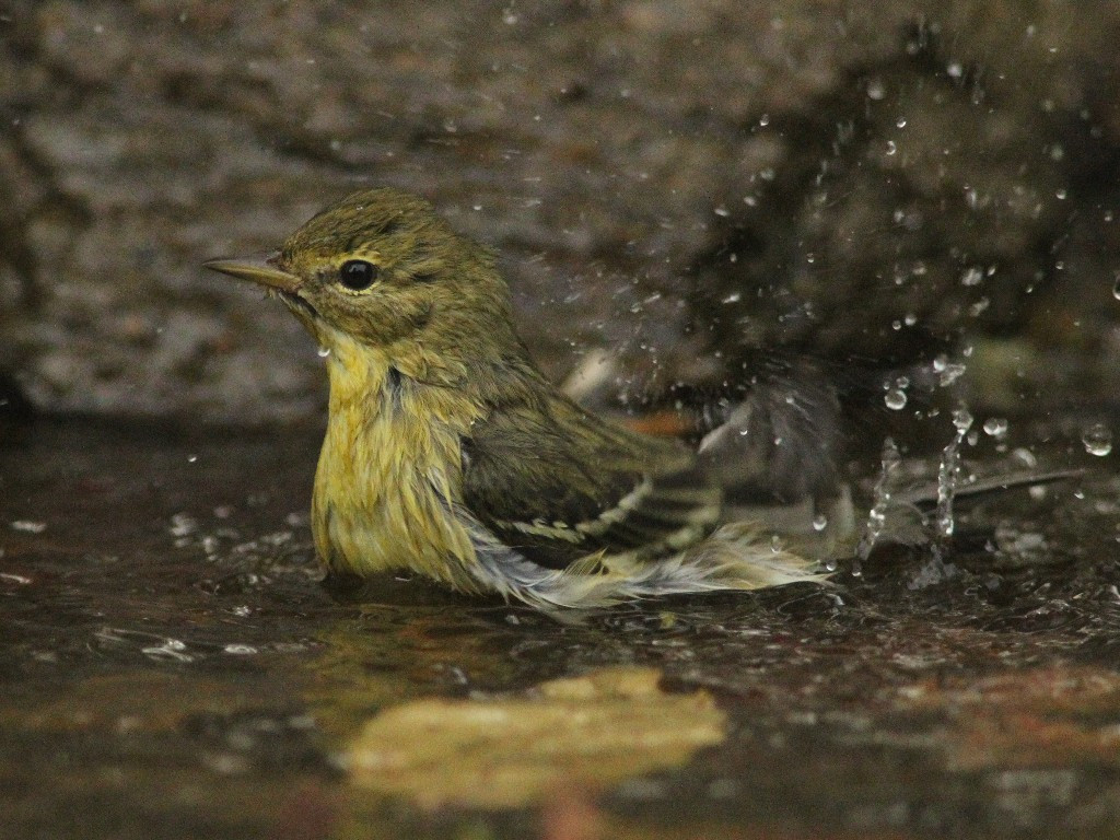 BLPW-AT_Blackpoll-Warbler