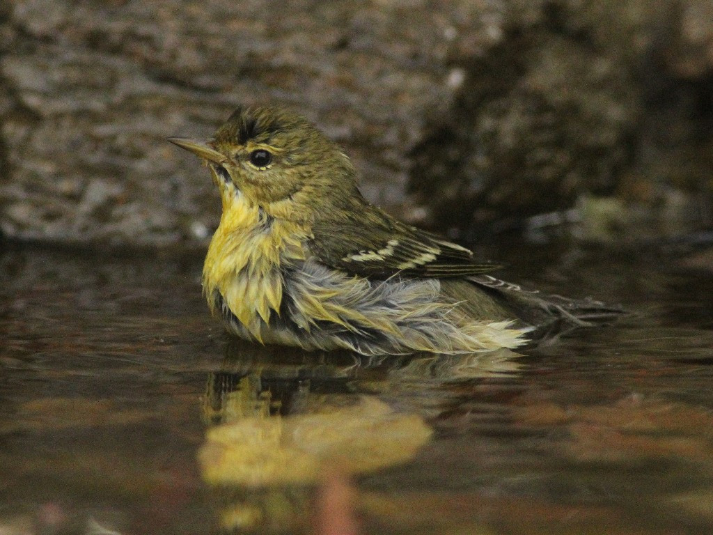 BLPW-AU_Blackpoll-Warbler