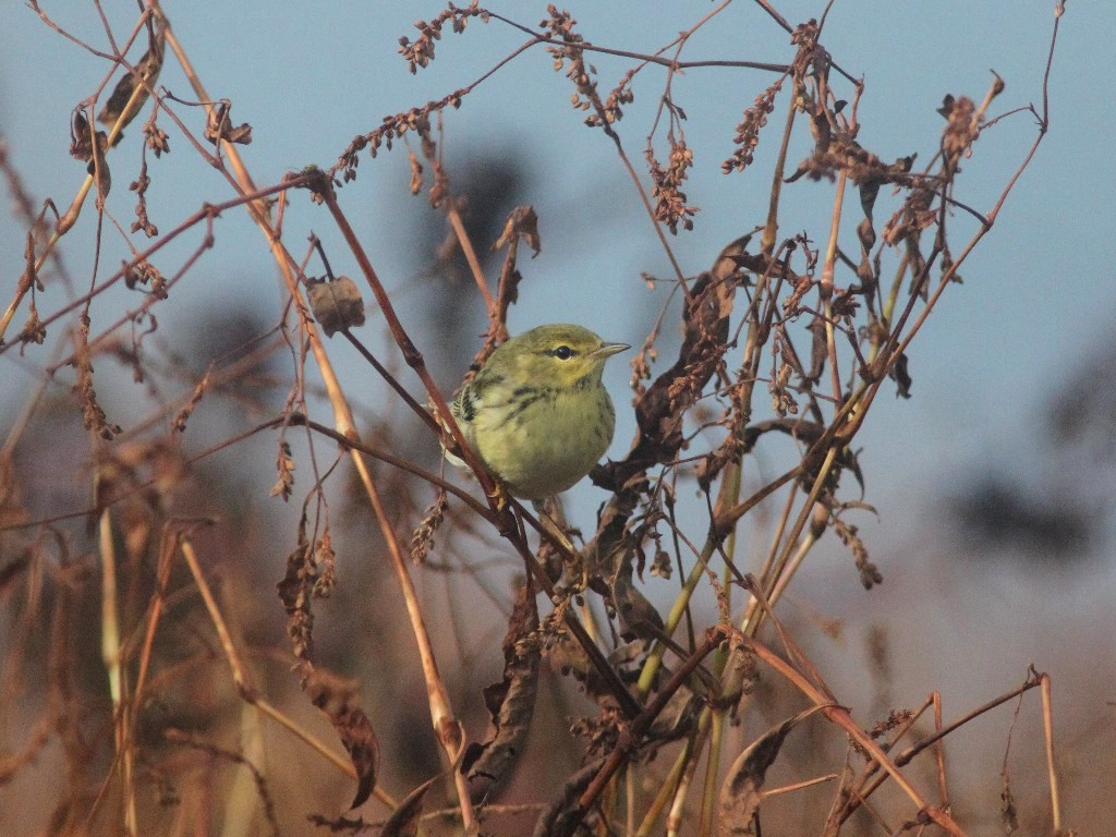 BLPW-AV_Blackpoll-Warbler
