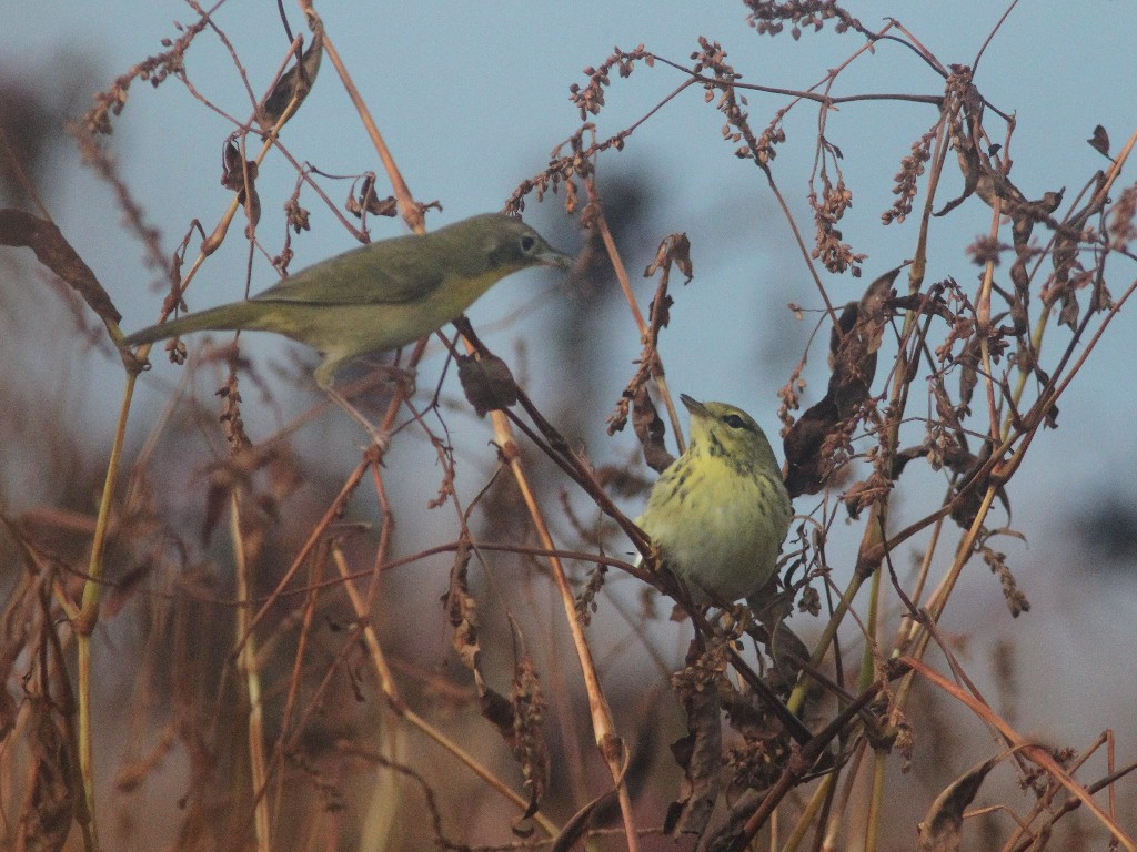 BLPW-AW_Blackpoll-Warbler