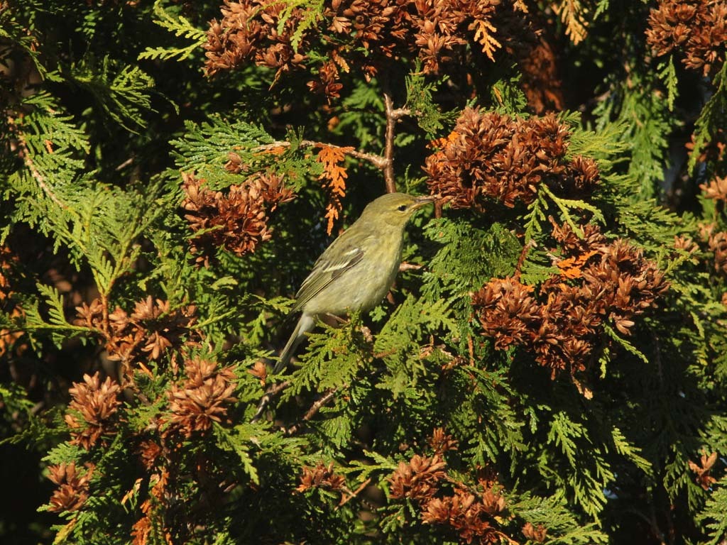BLPW-AX_Blackpoll-Warbler
