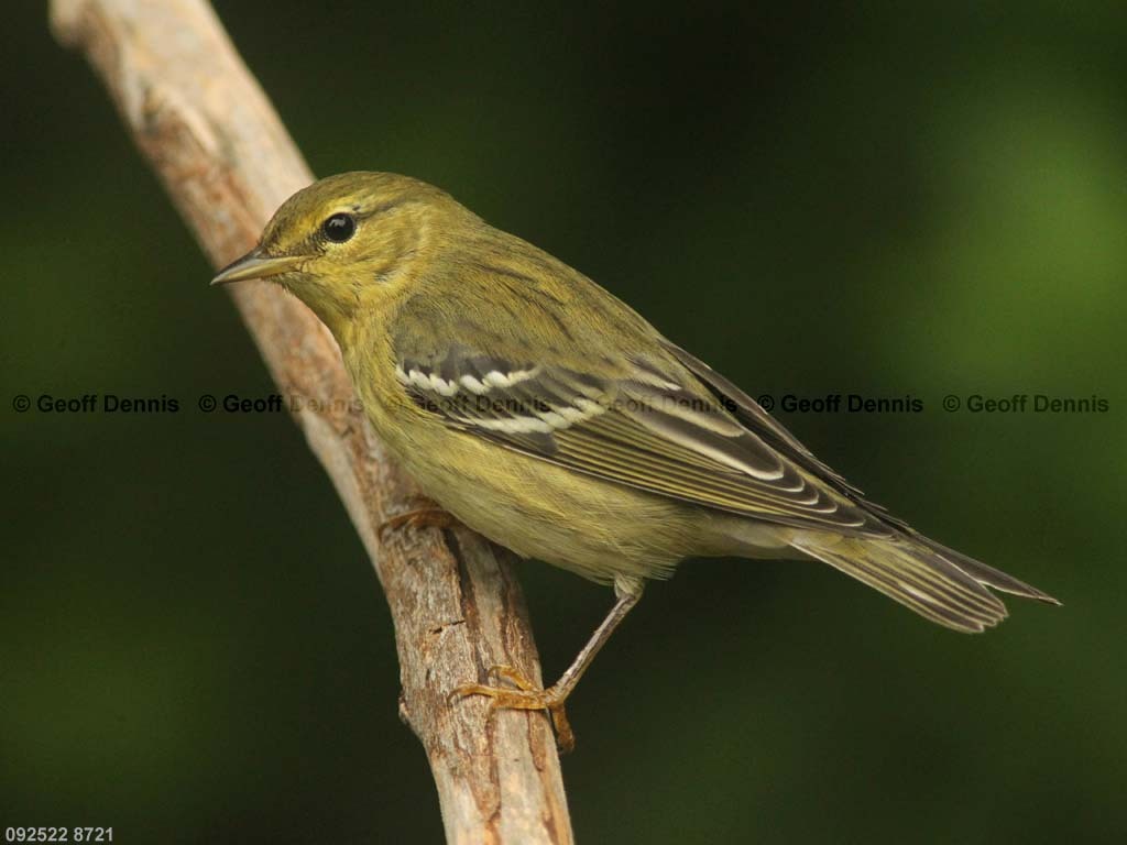 BLPW-AY_Blackpoll-Warbler