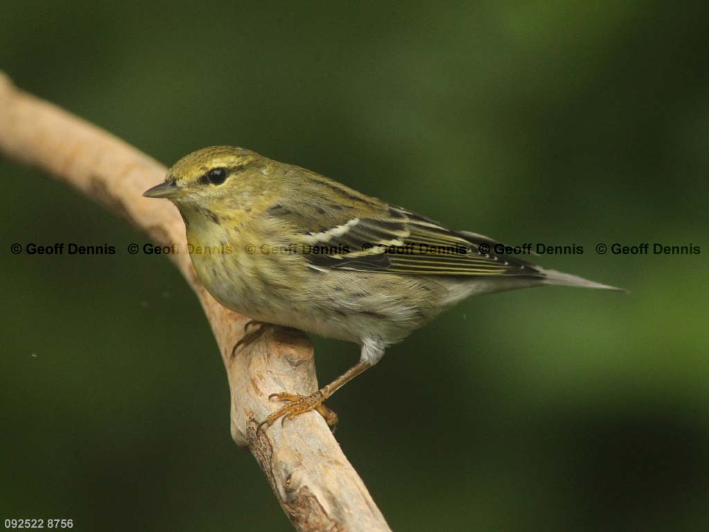 BLPW-AZ_Blackpoll-Warbler