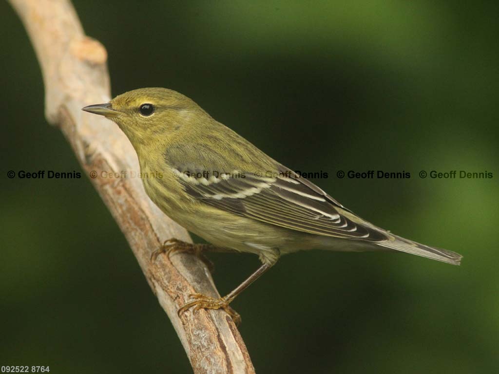 BLPW-BA_Blackpoll-Warbler
