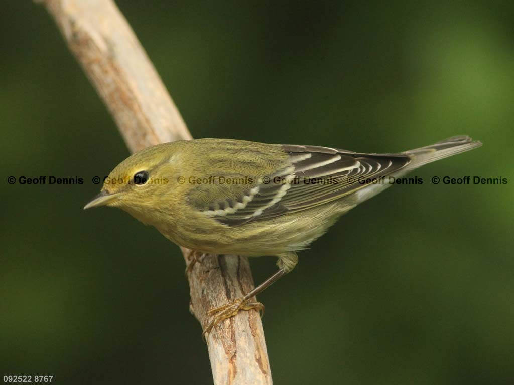 BLPW-BB_Blackpoll-Warbler