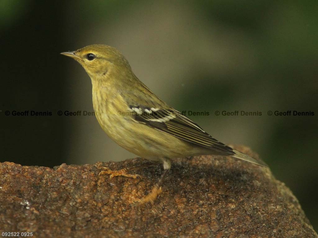 BLPW-BC_Blackpoll-Warbler