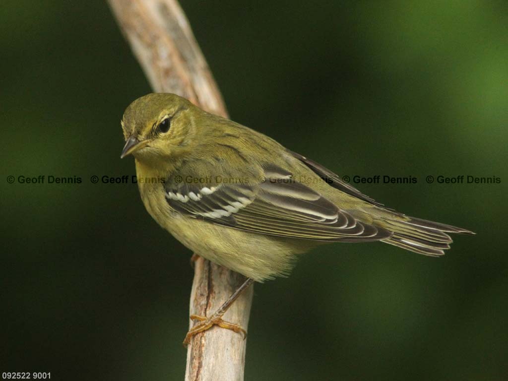 BLPW-BD_Blackpoll-Warbler