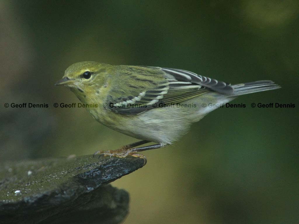 BLPW-BE_Blackpoll-Warbler
