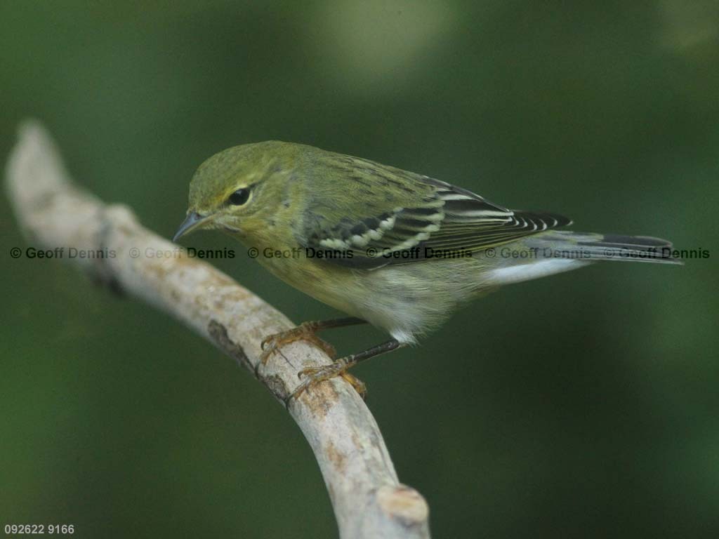 BLPW-BF_Blackpoll-Warbler