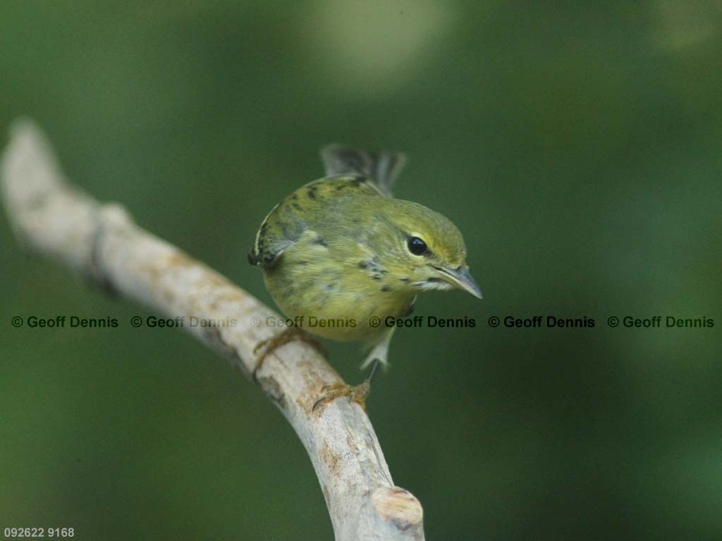 BLPW-BG_Blackpoll-Warbler