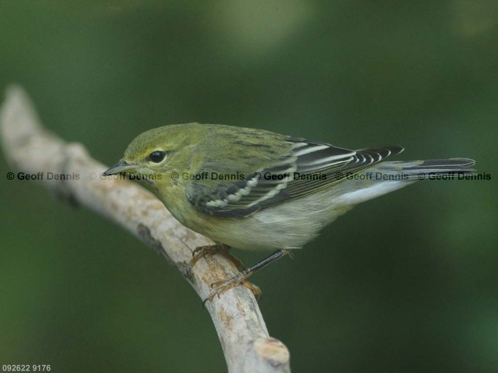 BLPW-BH_Blackpoll-Warbler
