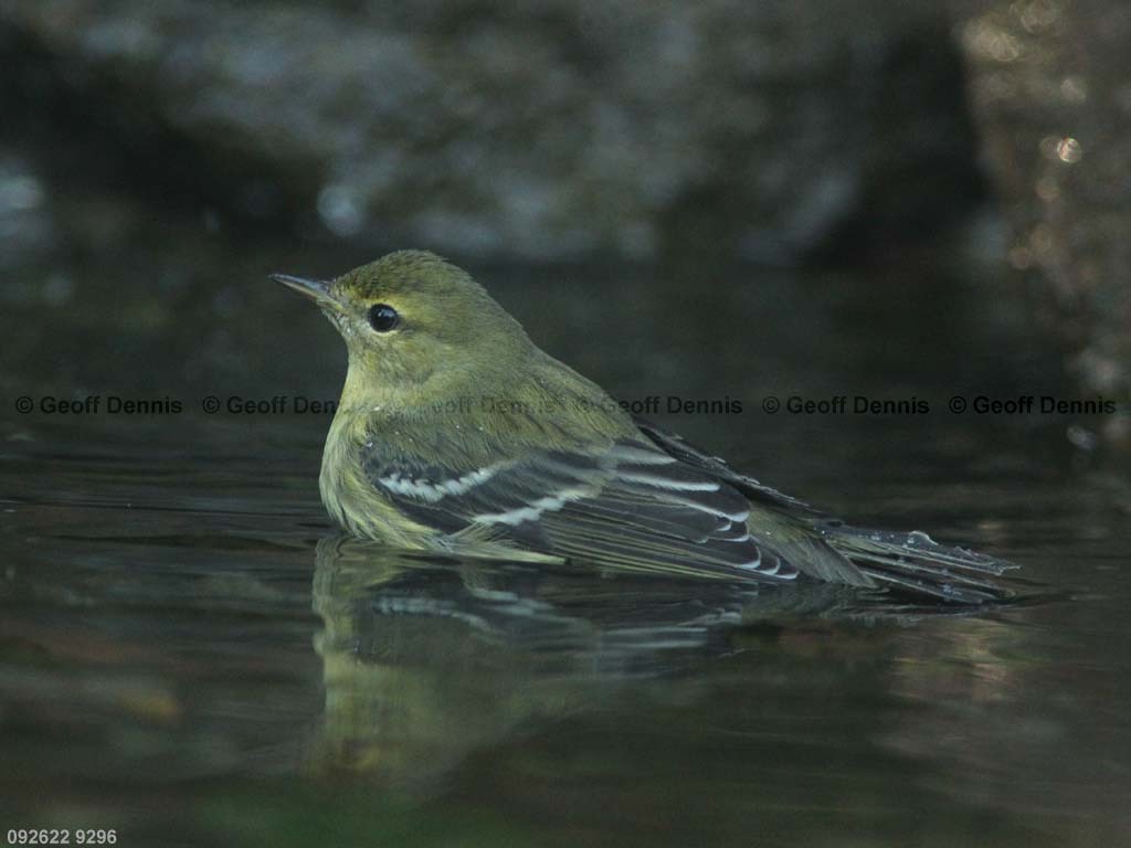 BLPW-BI_Blackpoll-Warbler