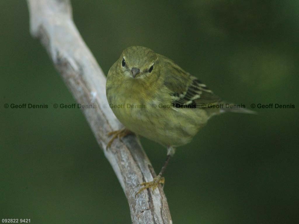 BLPW-BJ_Blackpoll-Warbler
