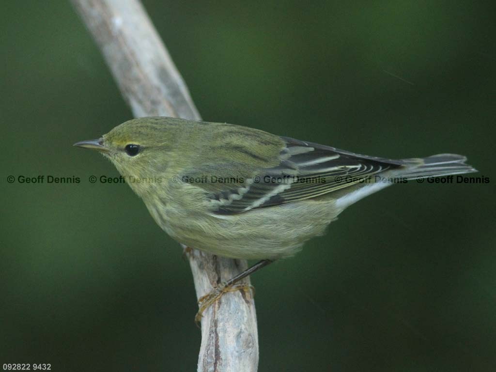 BLPW-BK_Blackpoll-Warbler