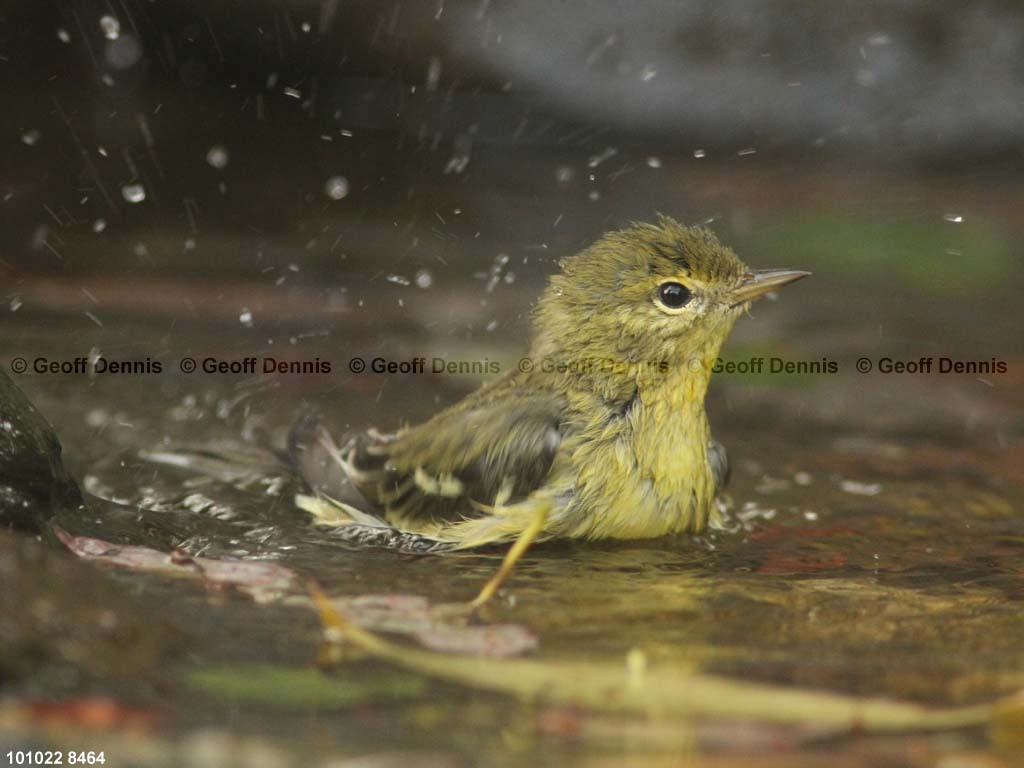 BLPW-BL_Blackpoll-Warbler