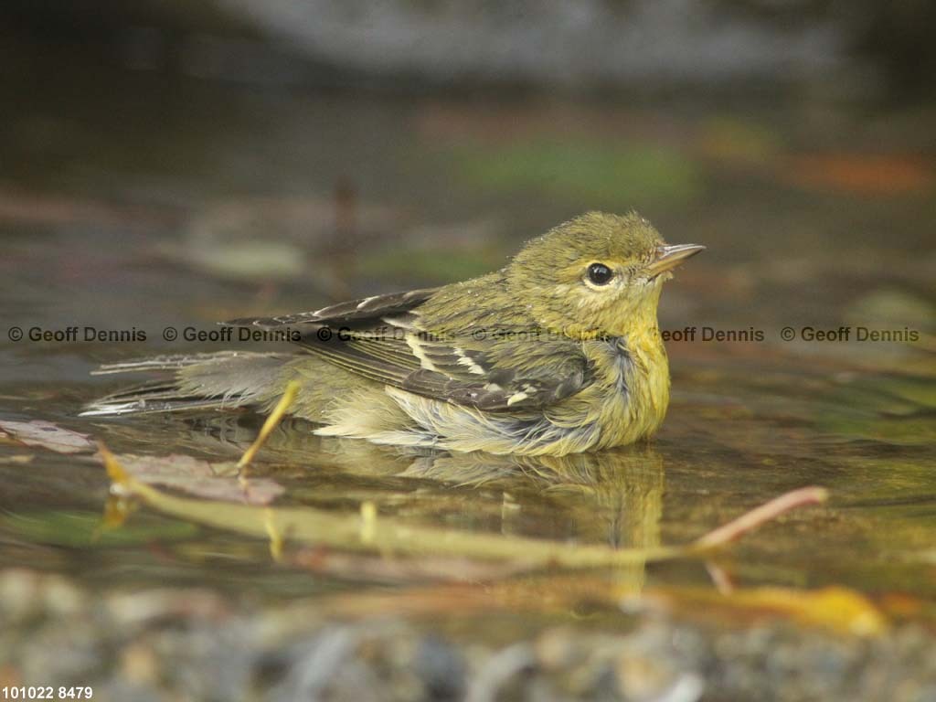 BLPW-BM_Blackpoll-Warbler
