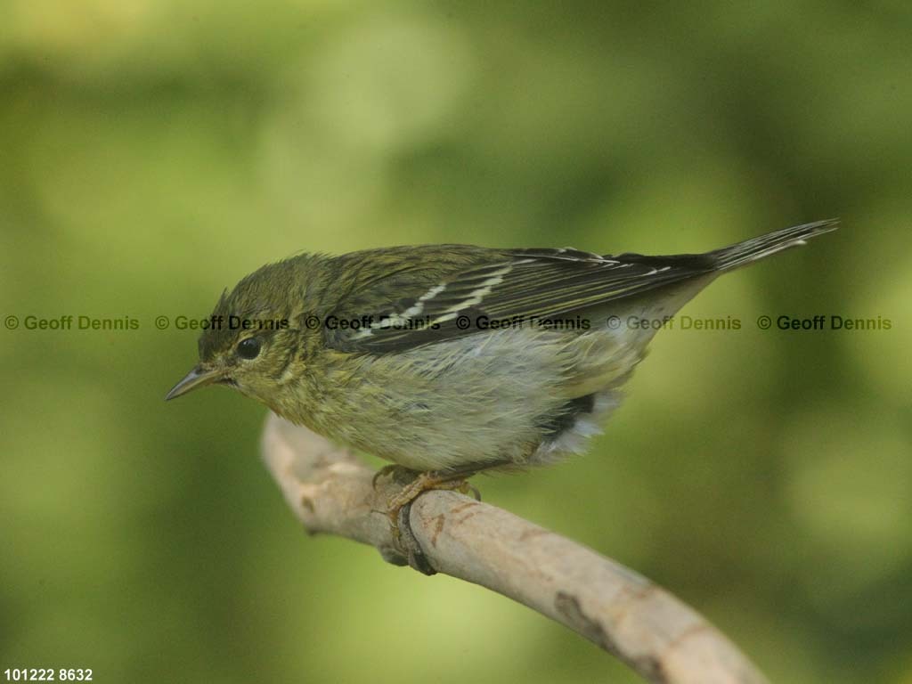 BLPW-BN_Blackpoll-Warbler