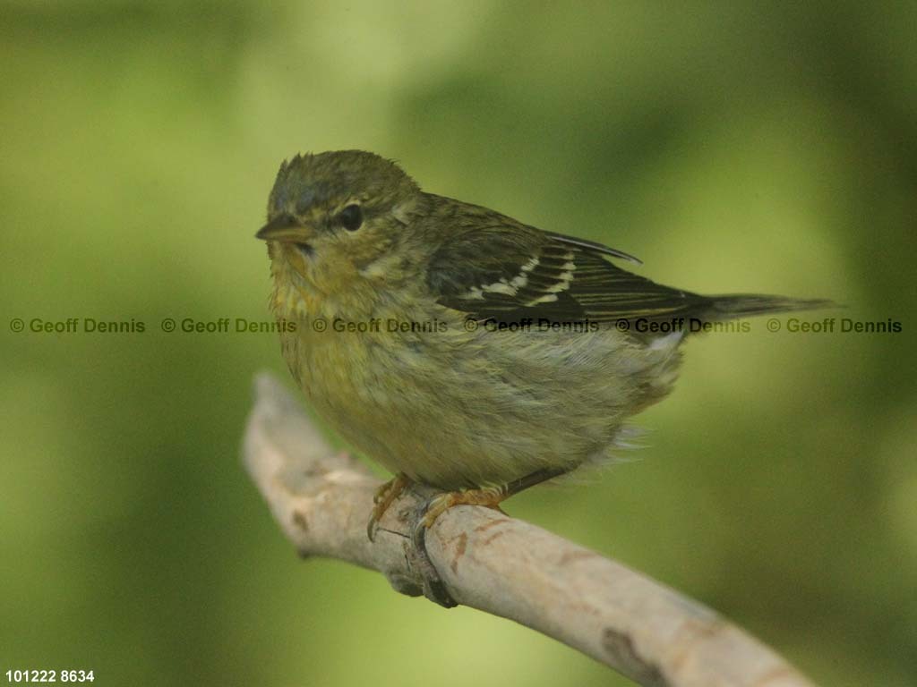 BLPW-BO_Blackpoll-Warbler