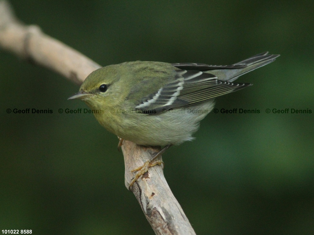 BLPW-BP_Blackpoll-Warbler
