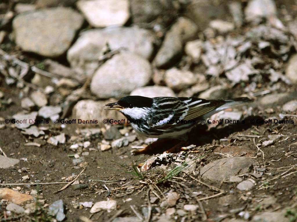 BLPW-BQ_Blackpoll-Warbler