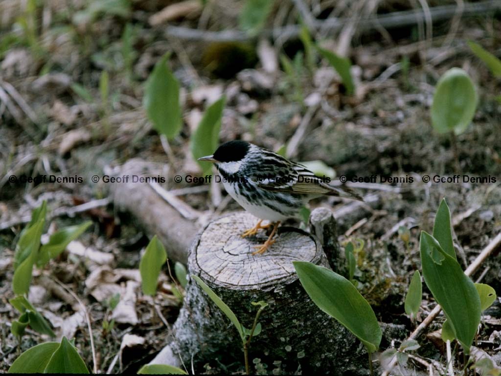 BLPW-BR_Blackpoll-Warbler