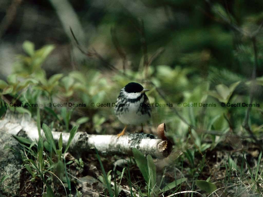 BLPW-BS_Blackpoll-Warbler