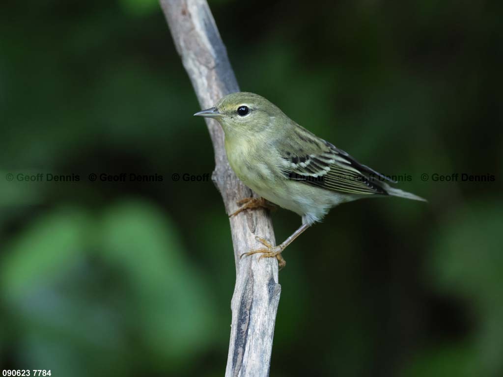 BLPW-BT_Blackpoll-Warbler