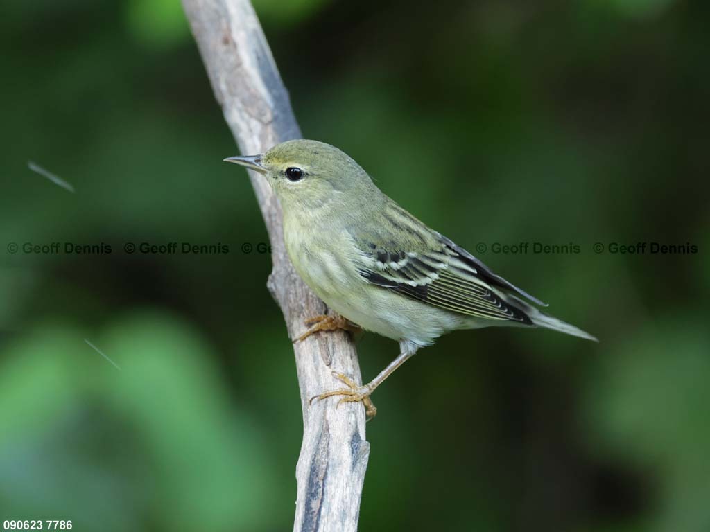 BLPW-BU_Blackpoll-Warbler