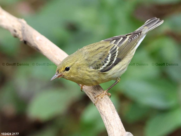 BLPW-BW_Blackpoll-Warbler